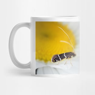 Fairy moth Adela septentrionella Mug